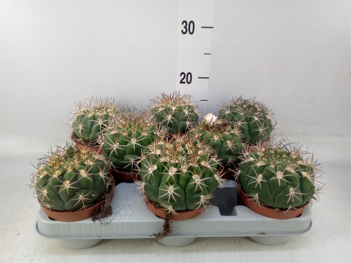 <h4>Gymnocalycium saglionis</h4>