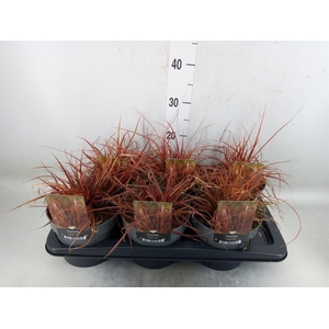 Uncinia rubra 'Everflame'