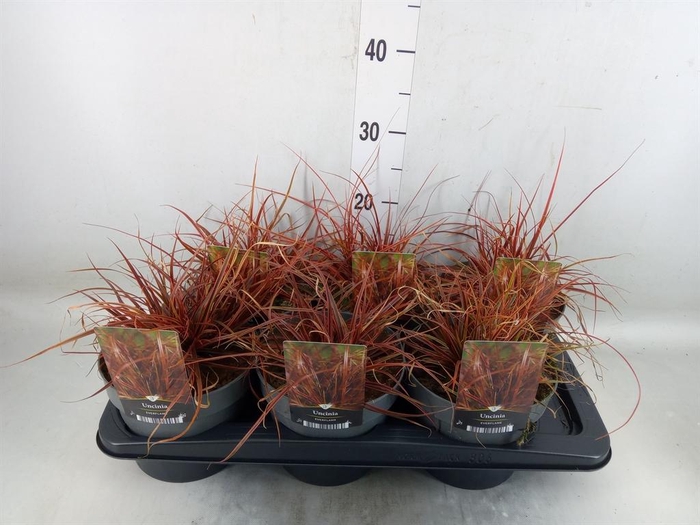 <h4>Uncinia rubra 'Everflame'</h4>