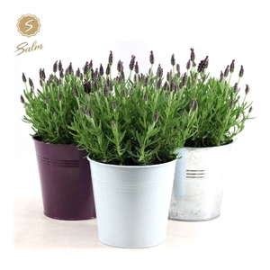 Lavandula st. 'Anouk'® Collection P15 in Zinc Mix