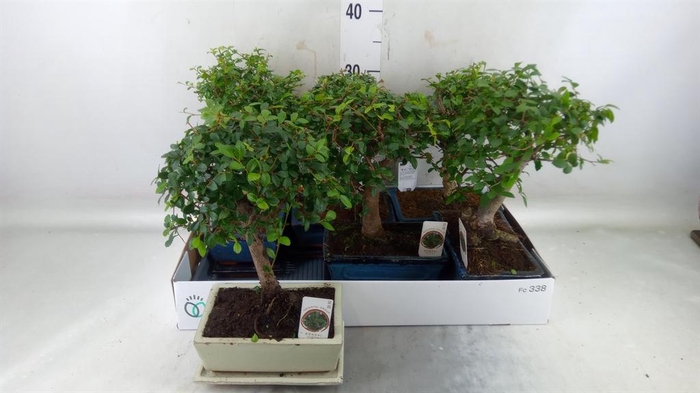 <h4>Bonsai   ...mix</h4>