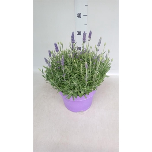 Lavandula angus. 'Spear Blue'