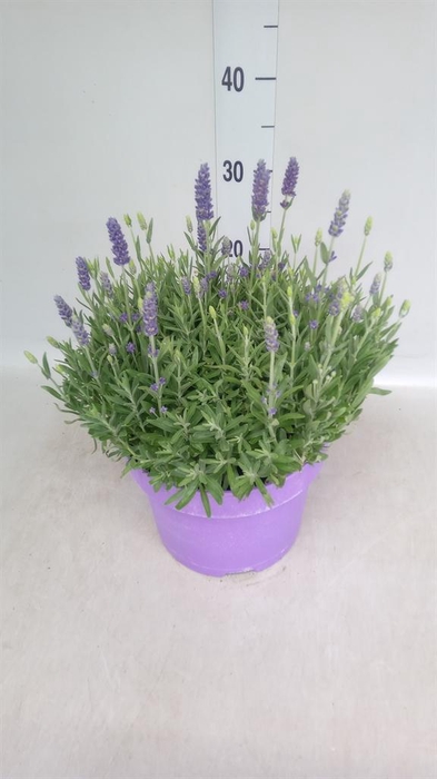 <h4>Lavandula angus. 'Spear Blue'</h4>