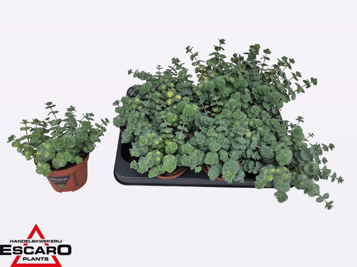 <h4>SEDUM SI MEDIOVARIEG</h4>