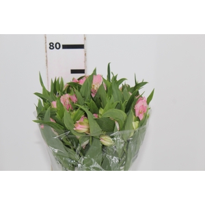 ALSTROEMERIA DUBAI 080 CM