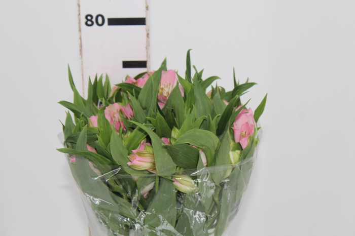 <h4>ALSTROEMERIA DUBAI 080 CM</h4>