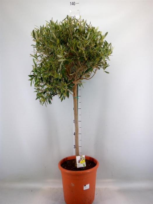 <h4>Olea europaea</h4>