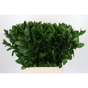 Ruscus Israel