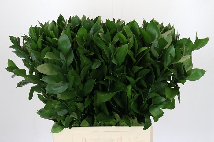 <h4>Ruscus Israel</h4>