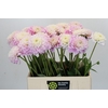 Dahlia Sweet Love