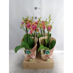 Phalaenopsis multi. 'Ant Bolgheri'