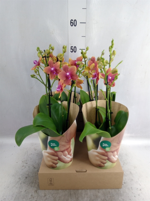 <h4>Phalaenopsis multi. 'Ant Bolgheri'</h4>