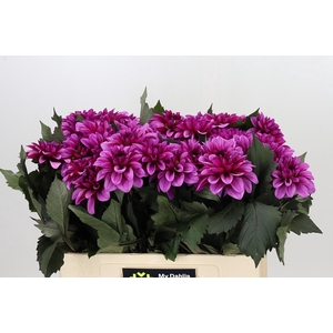 Dahlia Melissa Anne Marijke