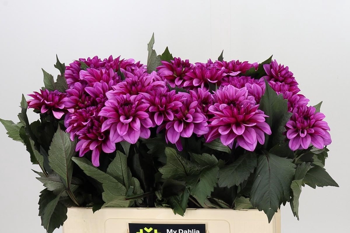 <h4>Dahlia Melissa Anne Marijke</h4>