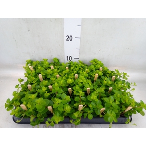 Peperomia rotundifolia