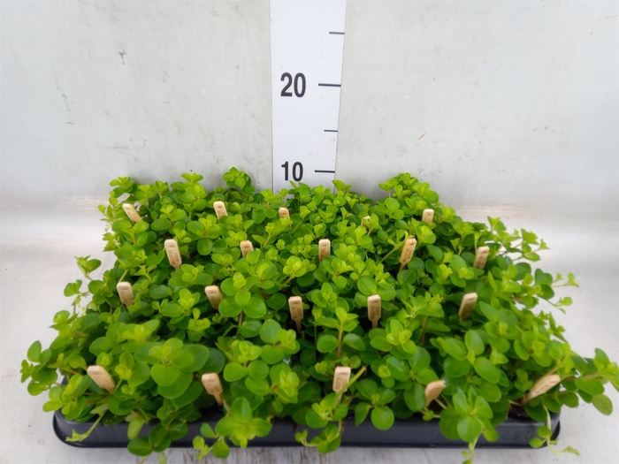 <h4>Peperomia rotundifolia</h4>