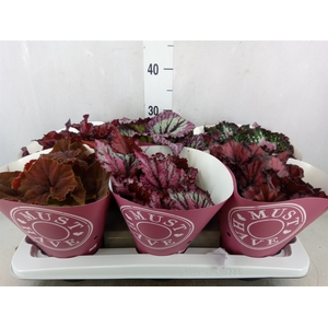 Begonia BD 'Beleaf'   ...mix