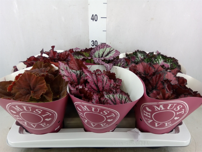 <h4>Begonia BD 'Beleaf'   ...mix</h4>