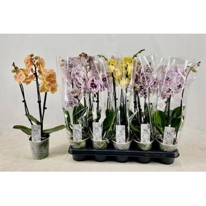 PHAL GEM