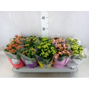 Kalanchoe blos. 'Perfecta'  ..mix 5