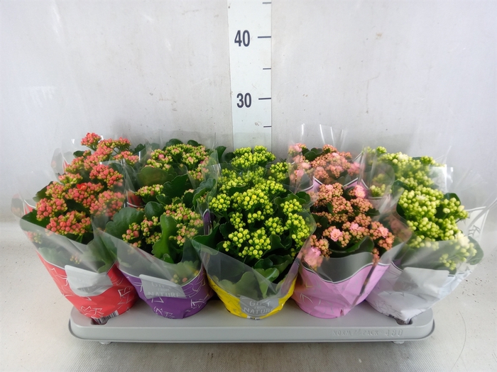<h4>Kalanchoe blos. 'Perfecta'  ..mix 5</h4>