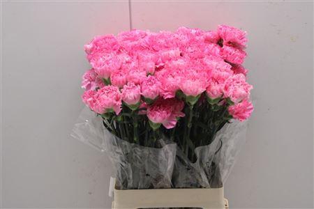 <h4>Di St Tonic Golem</h4>