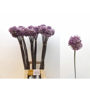 ALLIUM SUMMER DRUMME