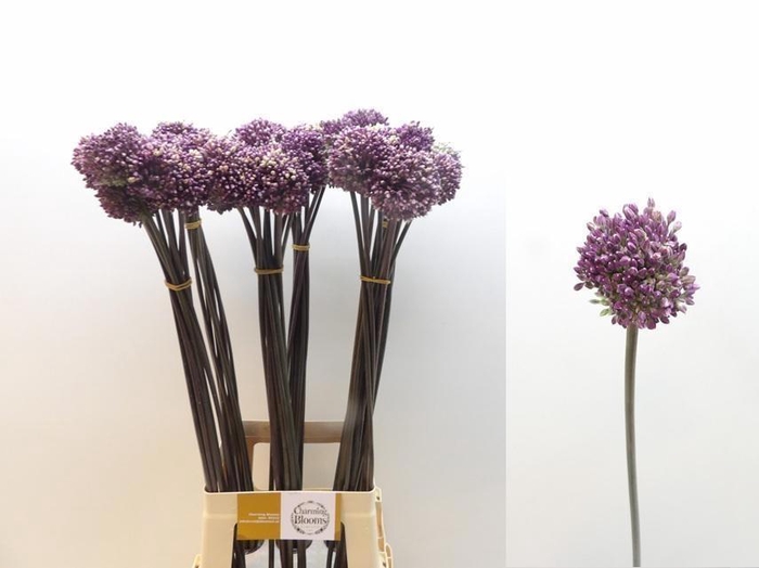 <h4>ALLIUM SUMMER DRUMME</h4>