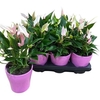 Anthu Lilli 6+ In Keramieke Deco Pot