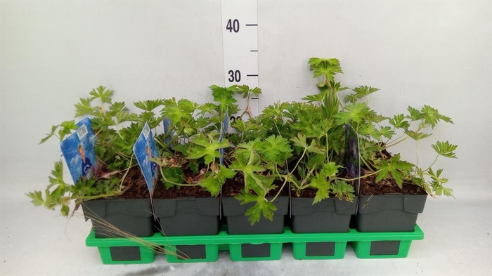 <h4>Geranium   ...</h4>