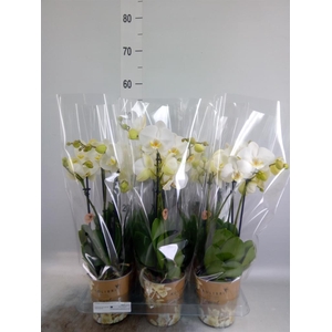 Phalaenopsis   ...white