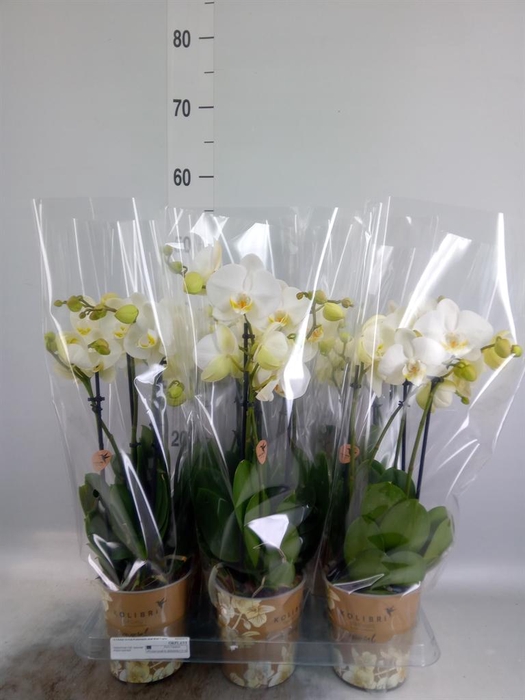 <h4>Phalaenopsis   ...white</h4>