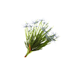 Allium Blue
