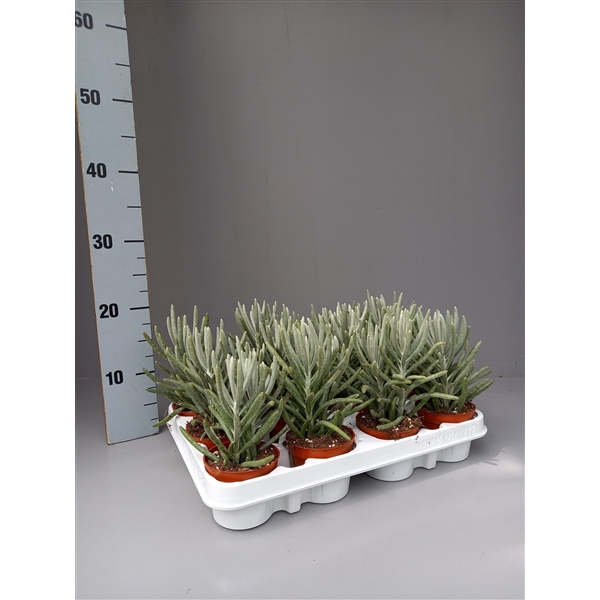 <h4>Senecio pyramidatus</h4>