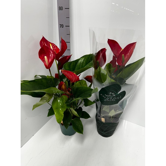 <h4>Anthurium Melodia 17Ø 65cm 8fl</h4>