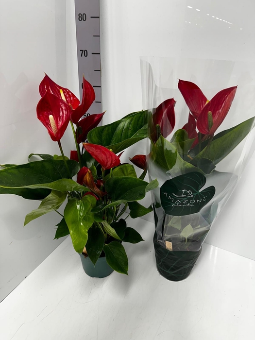Anthurium Melodia 17Ø 65cm 8fl