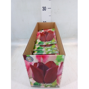 Tulipa   ...flowerbulbs
