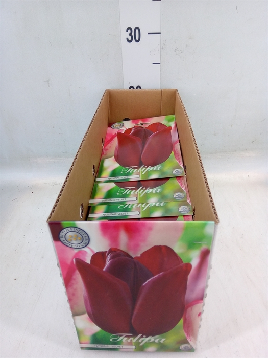 <h4>Tulipa   ...flowerbulbs</h4>