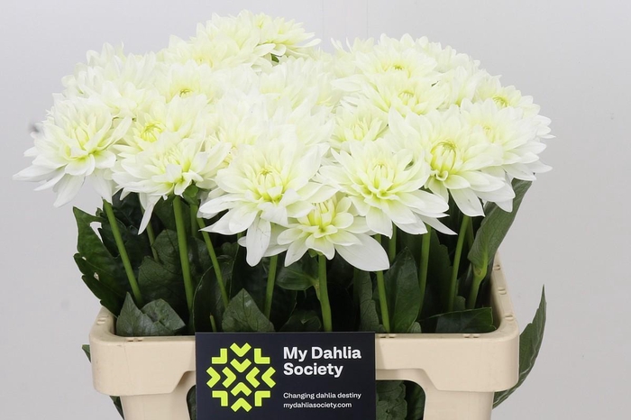 <h4>Dahlia Karma M. Zwaan</h4>