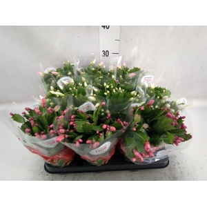 Schlumbergera   ...mix 3