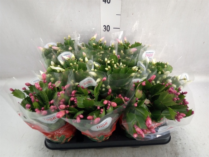 <h4>Schlumbergera   ...mix 3</h4>