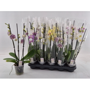 PHAL GEM