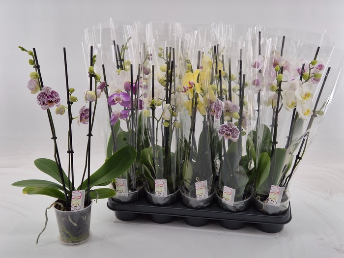 <h4>PHAL GEM</h4>