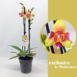 Lily 2-tak 50cm (GROEN)