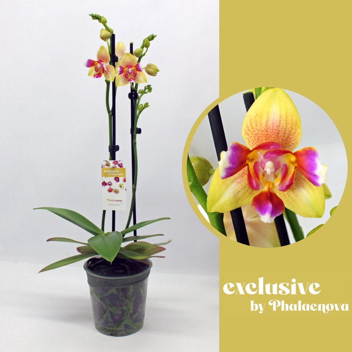 <h4>Lily 2-tak 50cm (GROEN)</h4>