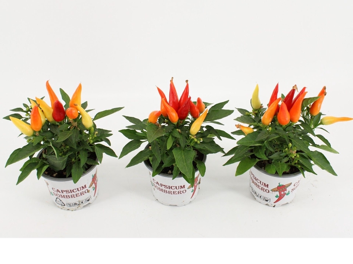 <h4>Capsicum Joker</h4>