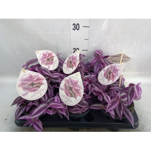 Tradescantia   ...