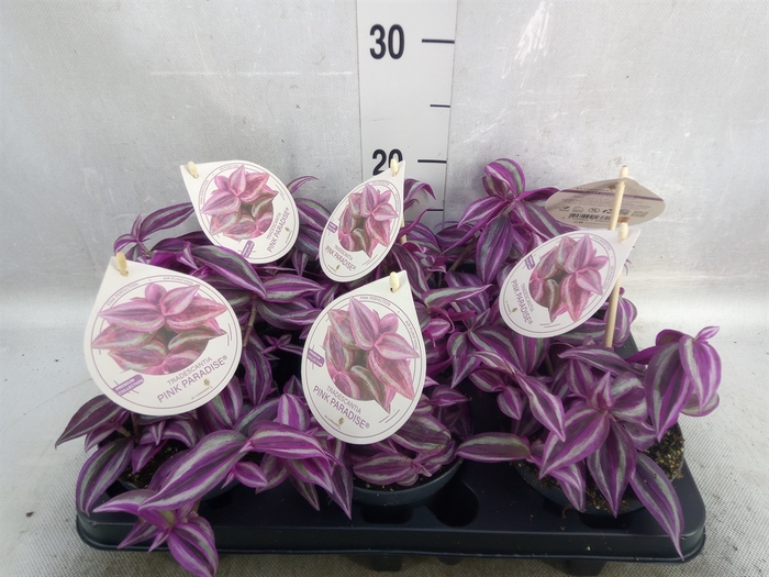 <h4>Tradescantia   ...</h4>