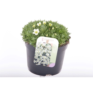 Saxifraga Alpino white