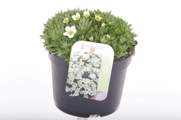 <h4>Saxifraga Alpino white</h4>